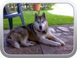 Il_vecchio-fienile_il_nostro_Husky